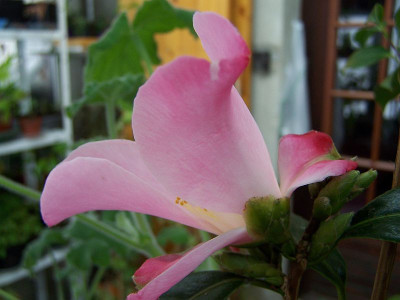 100_1639_Tulip_Time__side___800.jpg