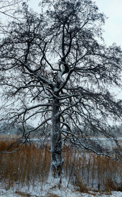 Schwarzerle am Lesumufer