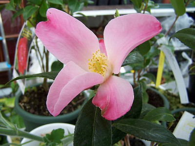 100_1638_Tulip_Time__face__640.jpg