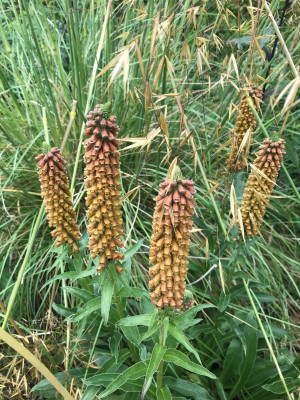 Digitalis parviflora  (2).JPG