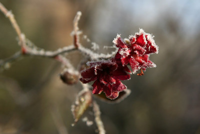 Inga-Rose.jpg