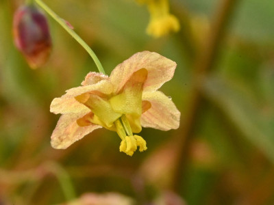 E. pinnatum ssp. colchicum 2024.jpeg