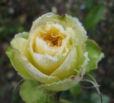 Comtessa_2-15.12..jpg