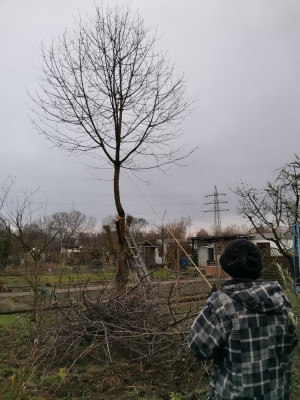 Süßkirsche 107_1.jpeg