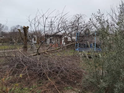 Süßkirsche 107_2.jpeg