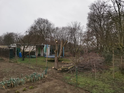 Süßkirsche 107_3.jpeg