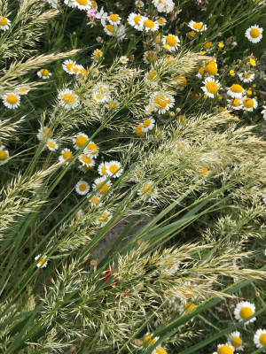 Stipa cal. Algäu und Anthemis Butterc..JPG