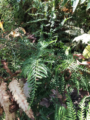 drypopteris filix-mas ´Linearis´ (5).JPG