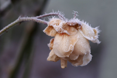 Uschi-Rose-geeist-2.jpg