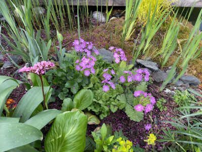 Primula sieboldii 2025.jpeg