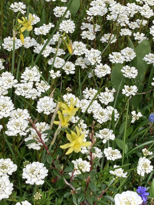 Iberis, Narcissus.JPG