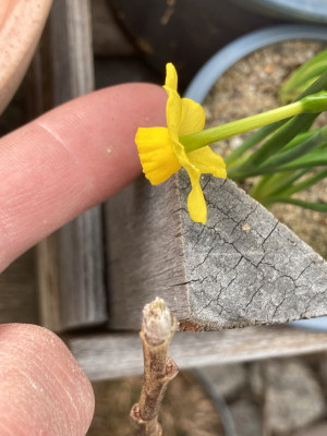 Narcissus ´Minnow´ (2).JPG