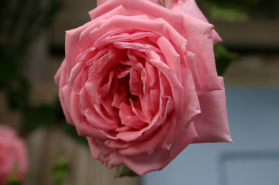 Rose_Coral_Dawn0408.jpg