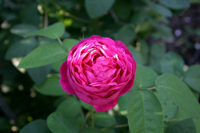 Rose_de_Resth0207.jpg