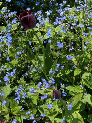 Brunnera u. Tulipa Queen...JPG