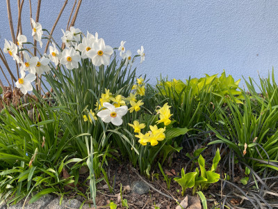 Narcissus poeticus actaea 2022.jpeg