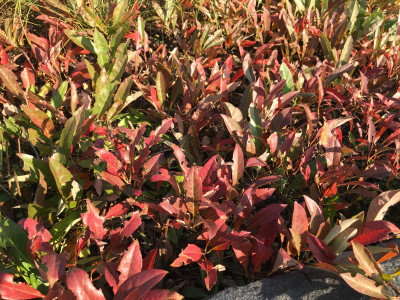 Prunus pumila var depressa (1).JPG