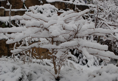 Viburnum_0010__41716.jpg