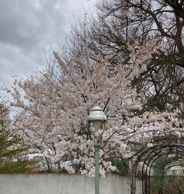 Prunus yedoensis x (2).JPG