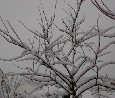 Judasbaum_0010__41715.jpg