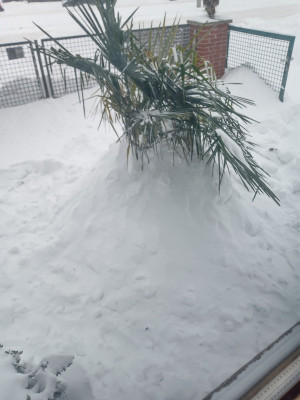 IMG_20210208_112135658 (2021-02-08T11_26_47.000).jpg