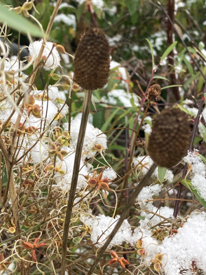 Rudbeckia lac. u. Clematis flammula xx.JPG