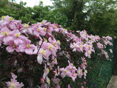 C. montana var. rubens 'Tetrarose' 2019.jpeg