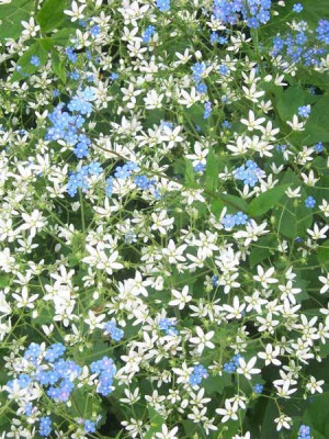 Saxifraga-rotundifolia_web.jpg