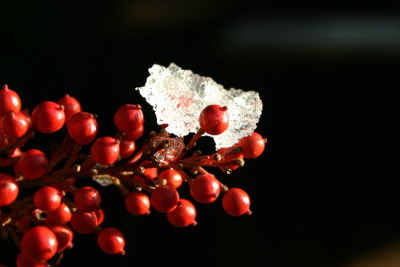 Nandina-Dez-2.jpg
