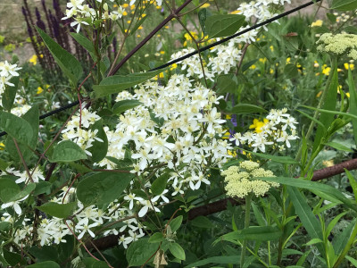 Asclepia u. Clematis mand. x.JPG