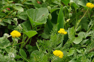 Achillea u. Ecbaliium.JPG