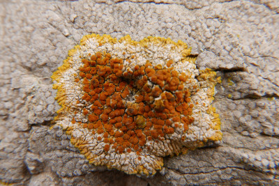 Orangegelber Schönfleck.JPG