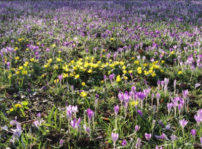 Eranthis, Corcus tommasianum.JPG