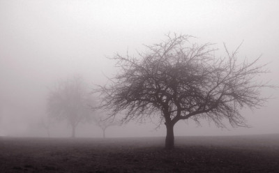 Geisterbaum-2_Th.jpg