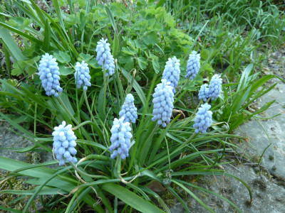 Muscari 'Valerie Finnis'_P1000433.jpeg