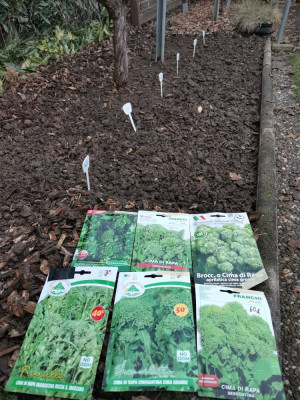 Cima di Rapa 20260113.jpeg