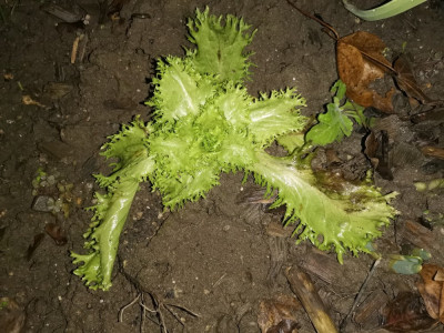 Frisee 20260113.jpeg