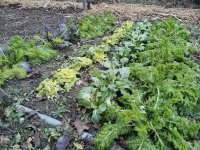 Asia Kreuzblütler 20260113.jpeg