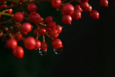 Nandina-Dez-1.jpg
