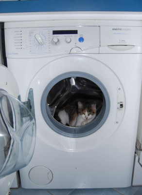 Curiosity_kills_the_cat.jpg