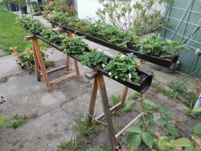 Erdbeeren 119 20250915.jpeg