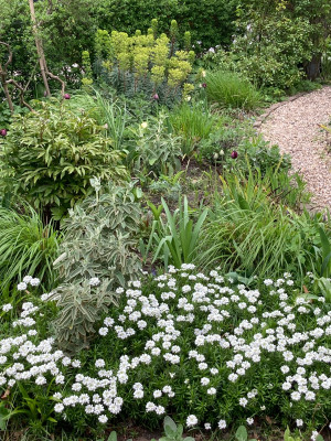 Iberis, Phlomis fr., Paeonia, Euph. char., Iris.JPG