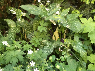 Arum italicum Geranium phaeum album.JPG