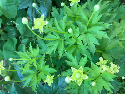 Anemone cyl. Blüte (2).JPG