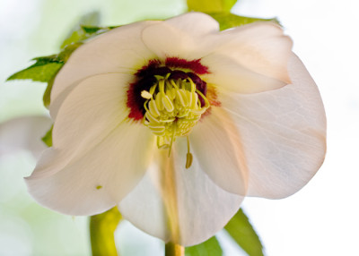 Helleborus-neu12-08.jpg