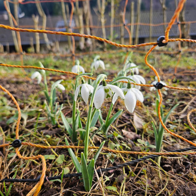 Richard Ayres hinter Weidezaun 20260115_140552.jpg