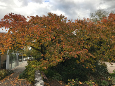 Prunus Herbst (2).JPG