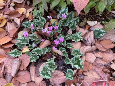 Cyclamen hederifolium Spider's Web 2022.jpeg