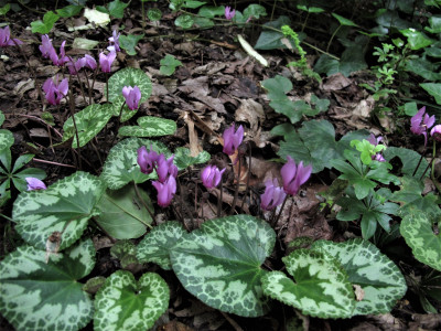 cyclamenpurpur.JPG