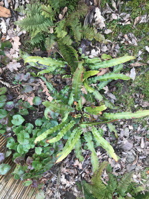 Asplenium scolop., Polystichum setiferum x, Asarum.JPG